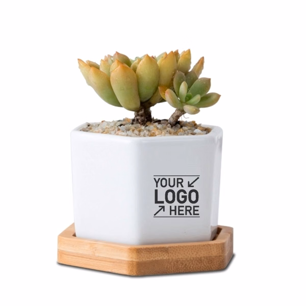 Hexagonal White CeramicPlanter Pots With BambooTray