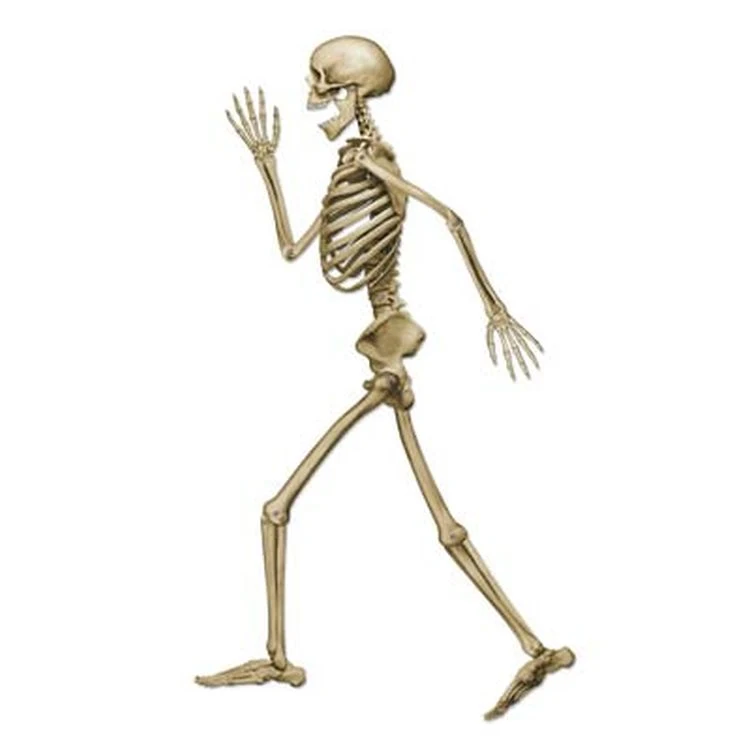 Profile Pete Jointed Skeleton 1