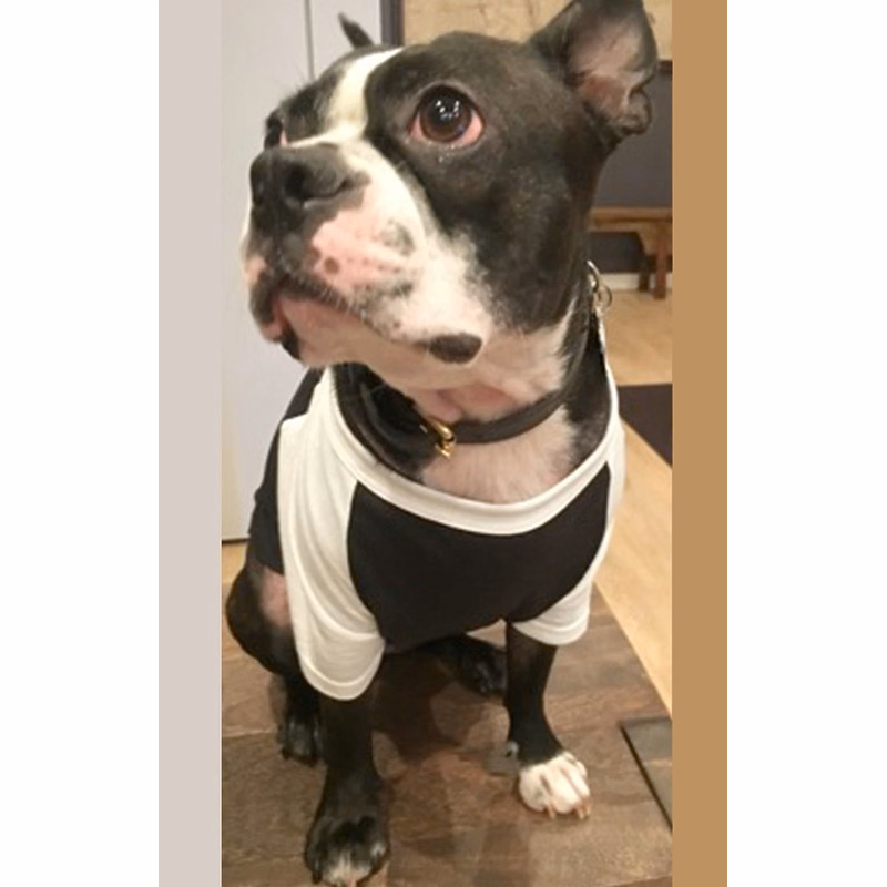 50/50 Blend Doggie Baseball Tee