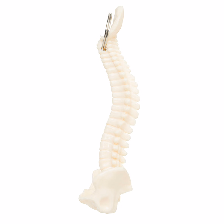 Spine Keyring