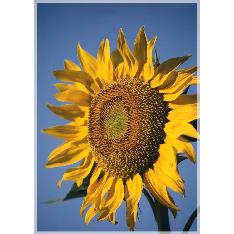 Masterpiece Flags - 12 in. x 18 in. 1