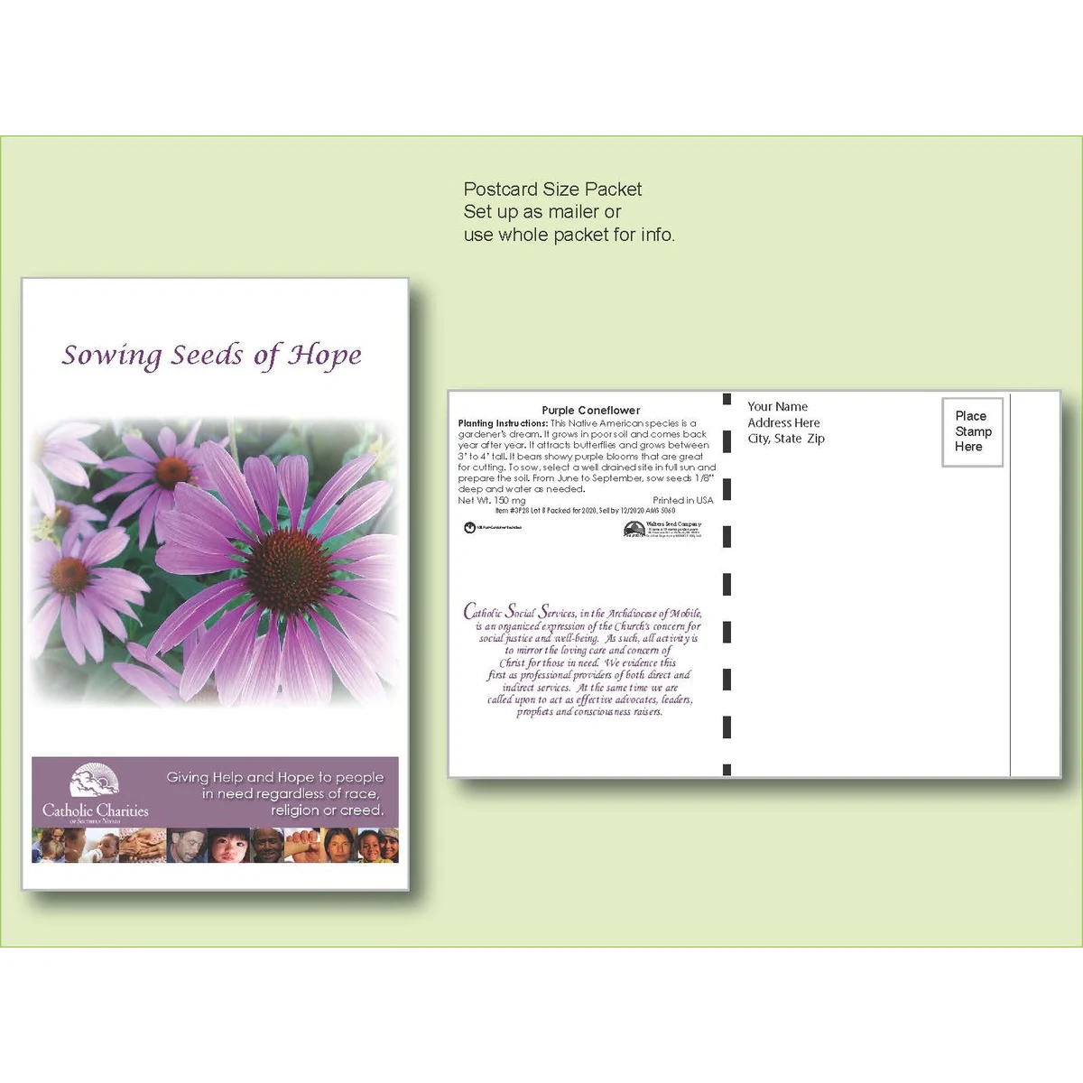 Purple Coneflower Seed Packet - Postcard Mailer Size 4" x 6.5" 1