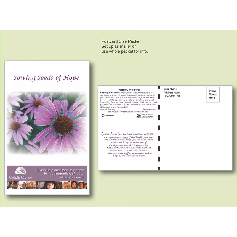 Purple Coneflower Seed Packet - Postcard Mailer Size 4" x 6.5"