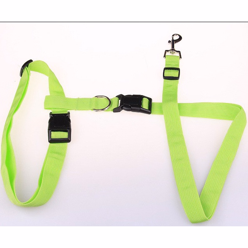pet running leash