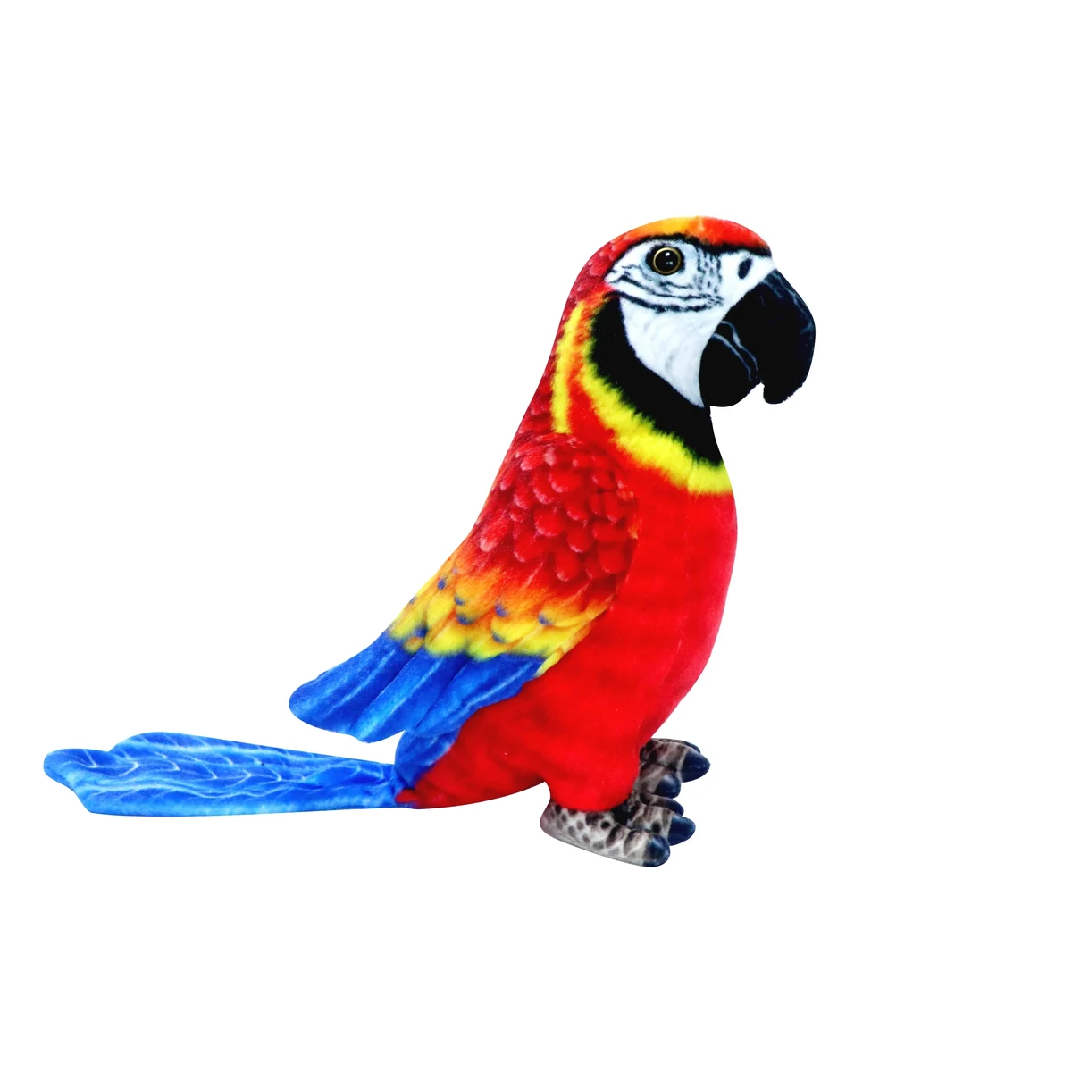 Red Parrot 1