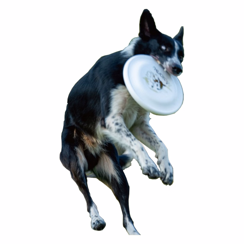 Pet Training Flying Disc