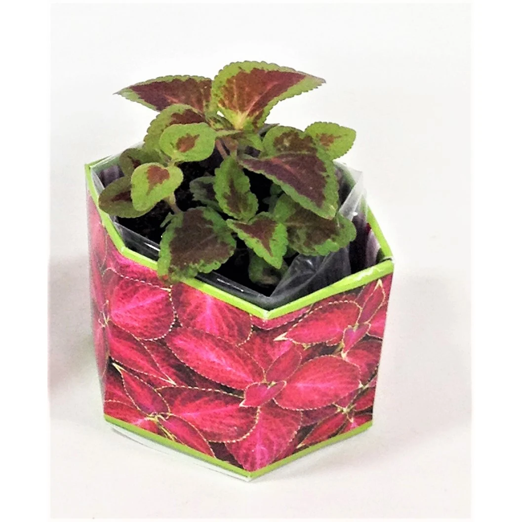 Coleus 'Red Velvet Sun' SeedGems Paper Planter - Biodegradable grow kit 1