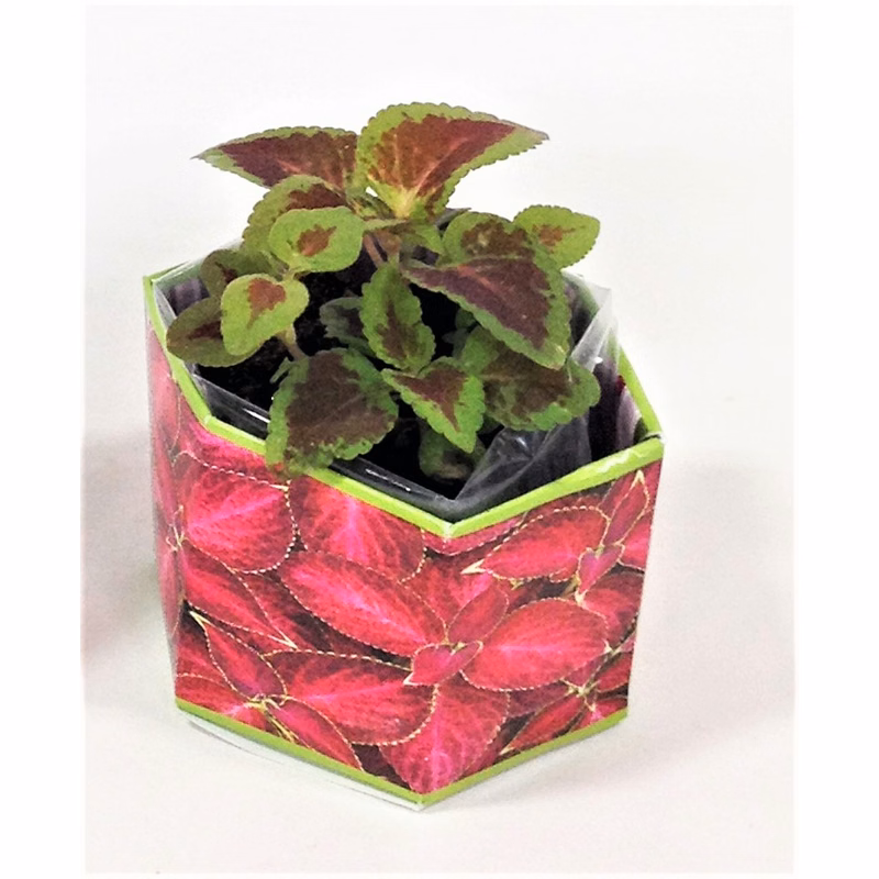 Coleus 'Red Velvet Sun' SeedGems Paper Planter - Biodegradable grow kit