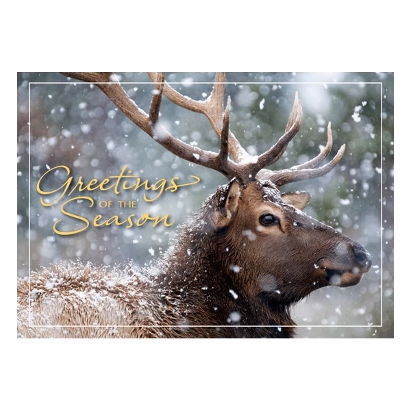 Call of the Wild Holiday Cards