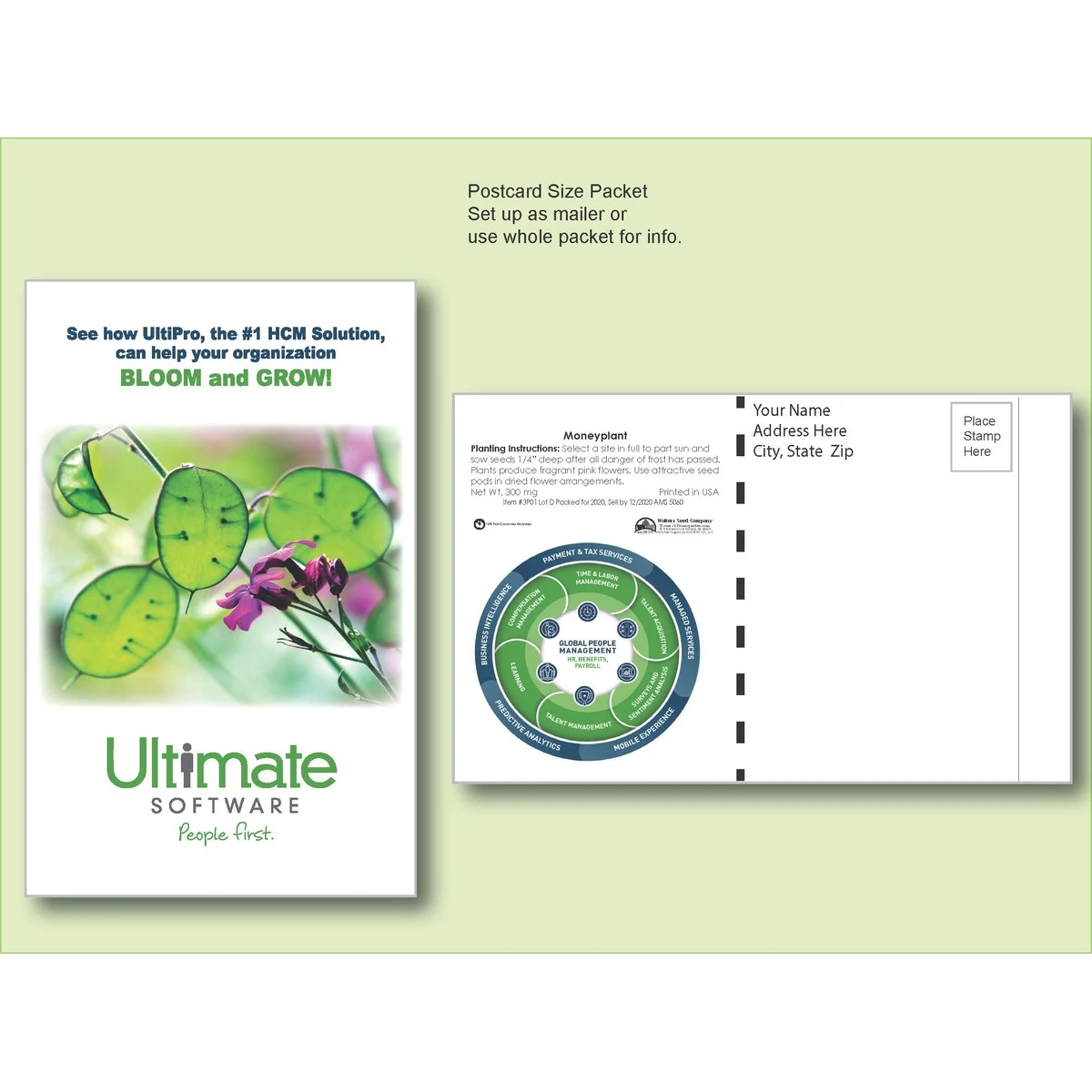 Moneyplant Seed Packet - Postcard Mailer Size 4" x 6.5" 1