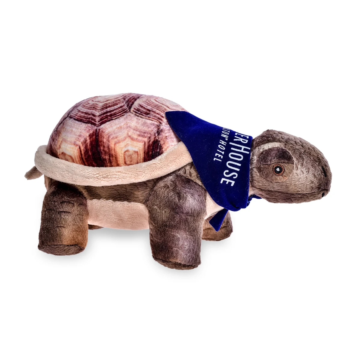 8" Desert Tortoise Turtle 1