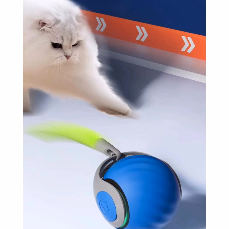 Indoor Cats Fast Rolling on Carpet