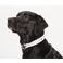 Full Color 1" Wide Adjustable Pet Collar 1