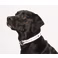 Full Color 1" Wide Adjustable Pet Collar