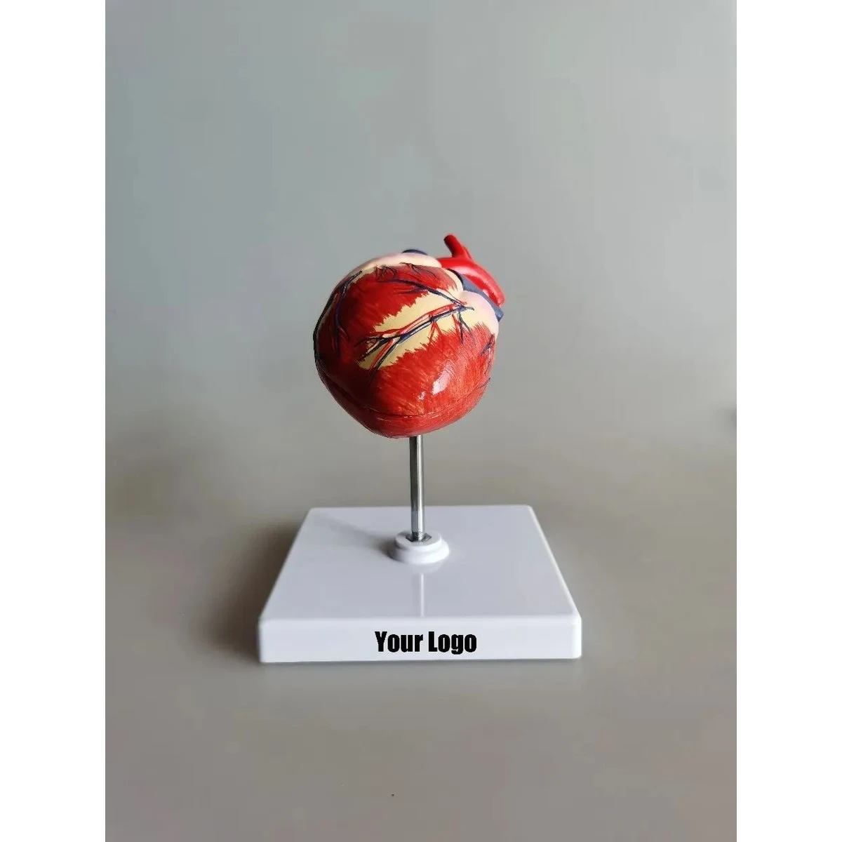 Dog heart Anatomy Model 1