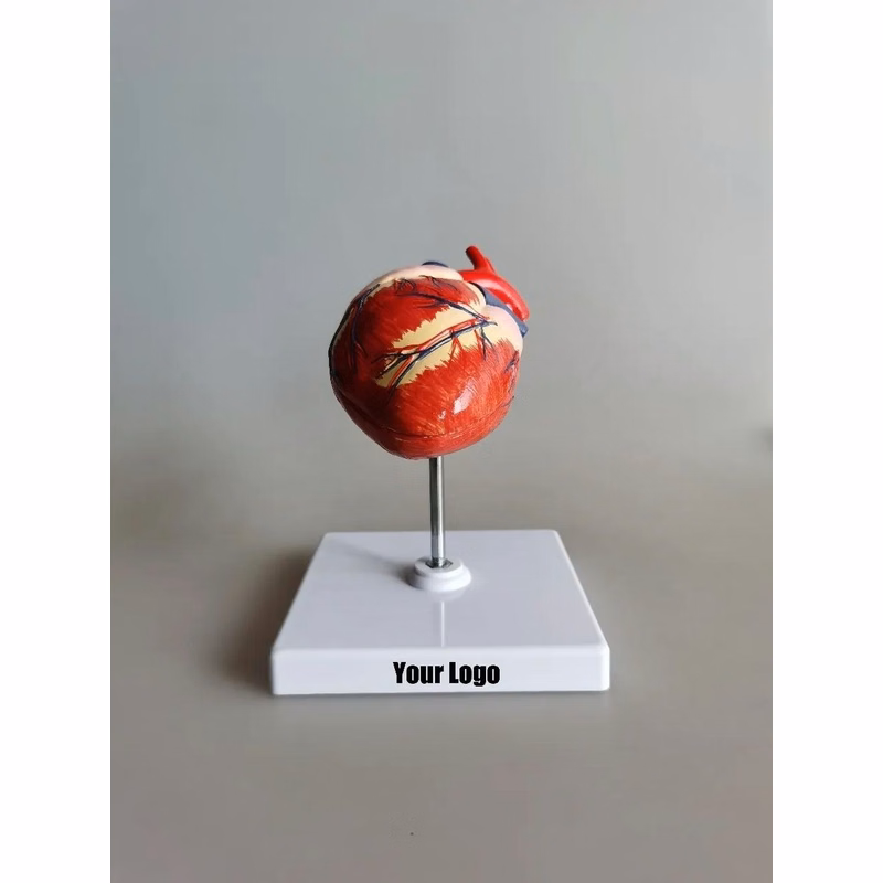 Dog heart Anatomy Model