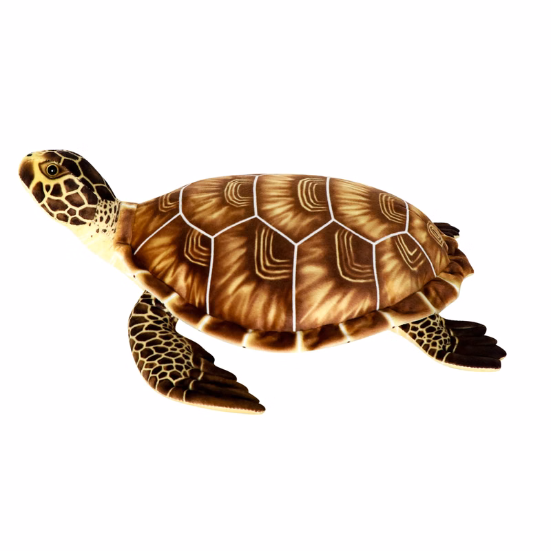 Brown Turtle