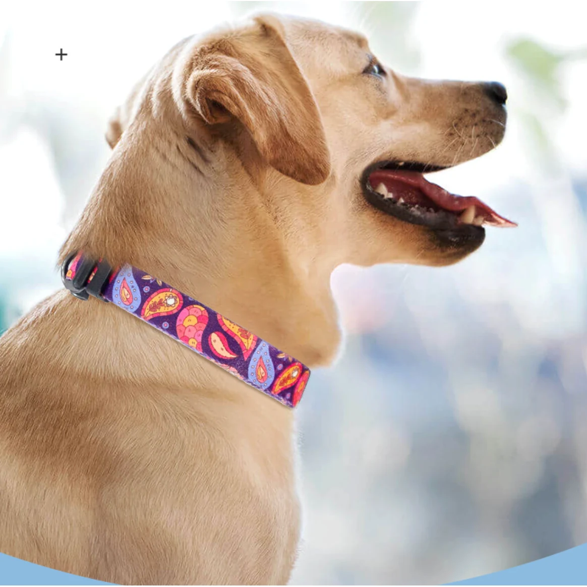 Pet Collor 1