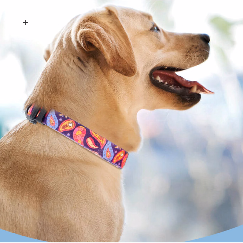 Pet Collor