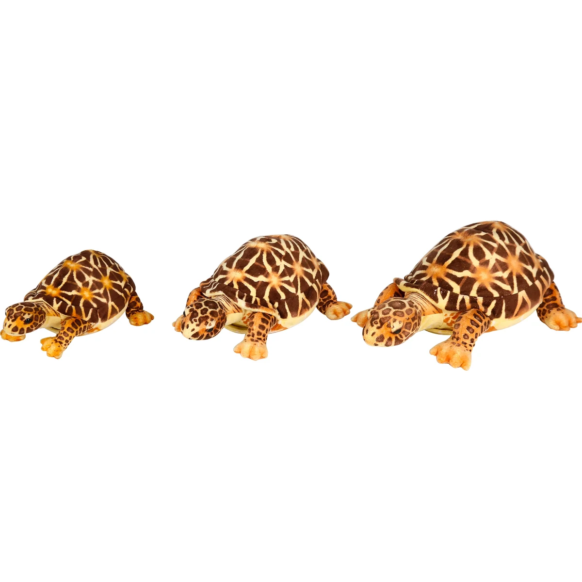 Brown Tortoises 3 sizes 1