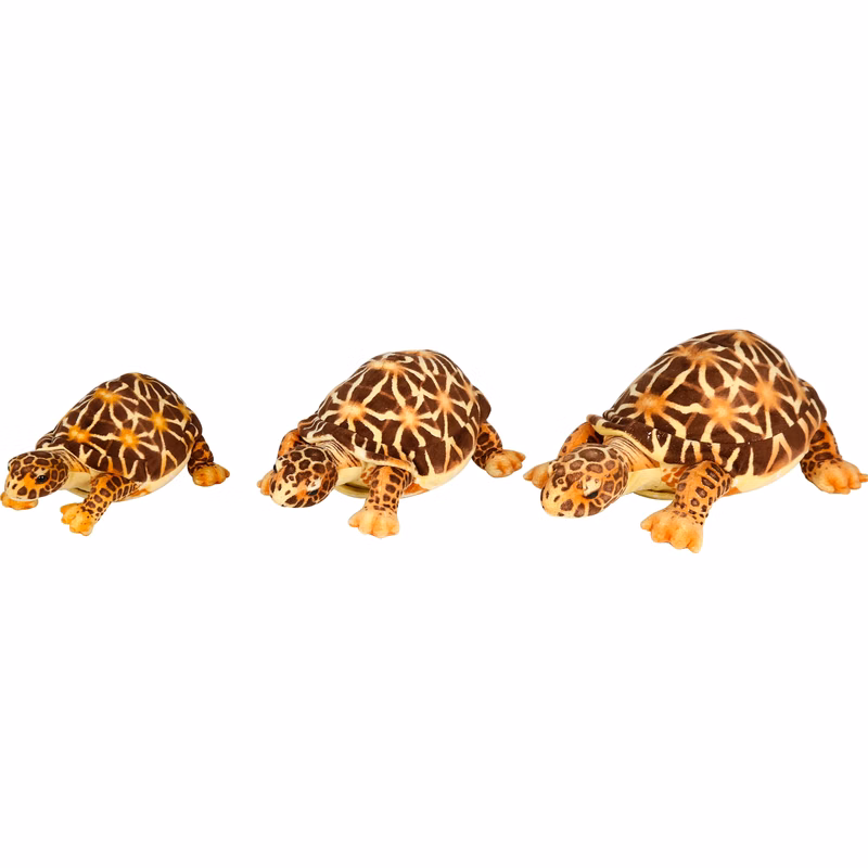 Brown Tortoises 3 sizes
