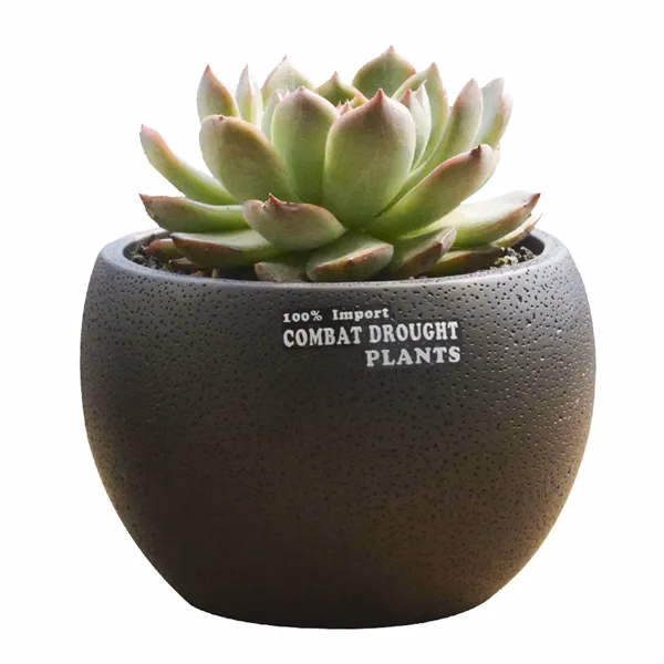 Mini Desktop Succulent Plant Flowerpot