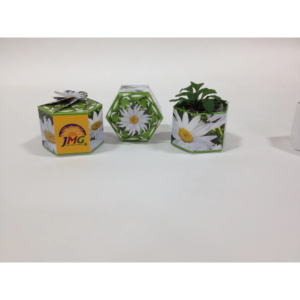Shasta Daisy SeedGems Paper Planter - Biodegradable grow kit 1