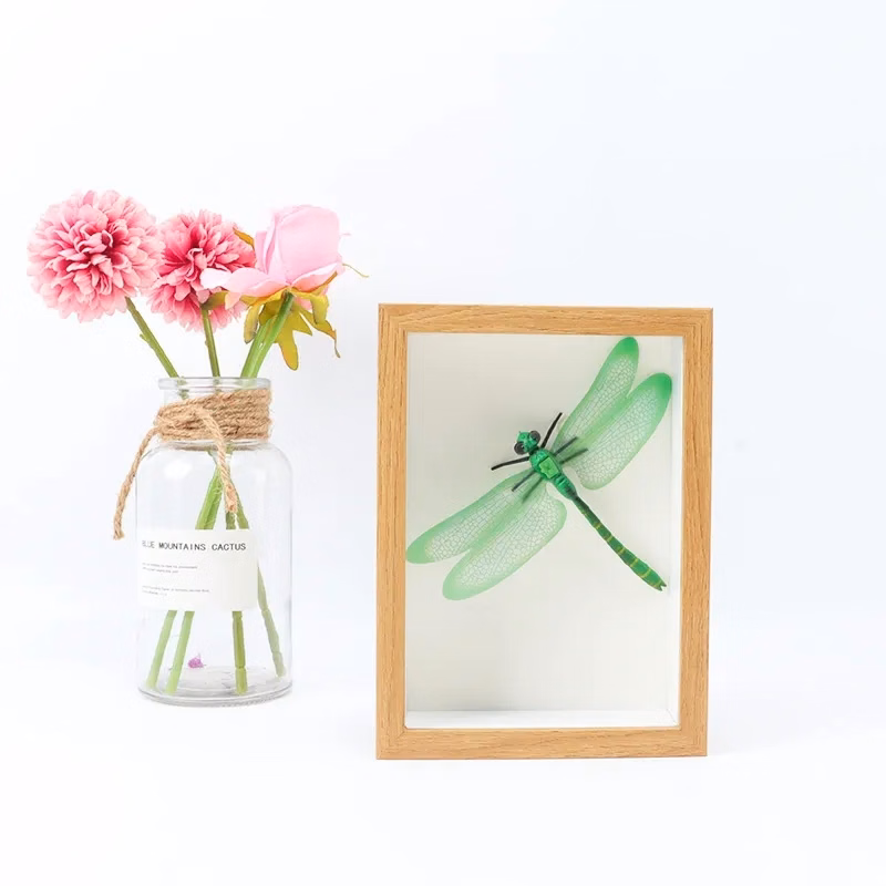 hollow glass specimen display frame