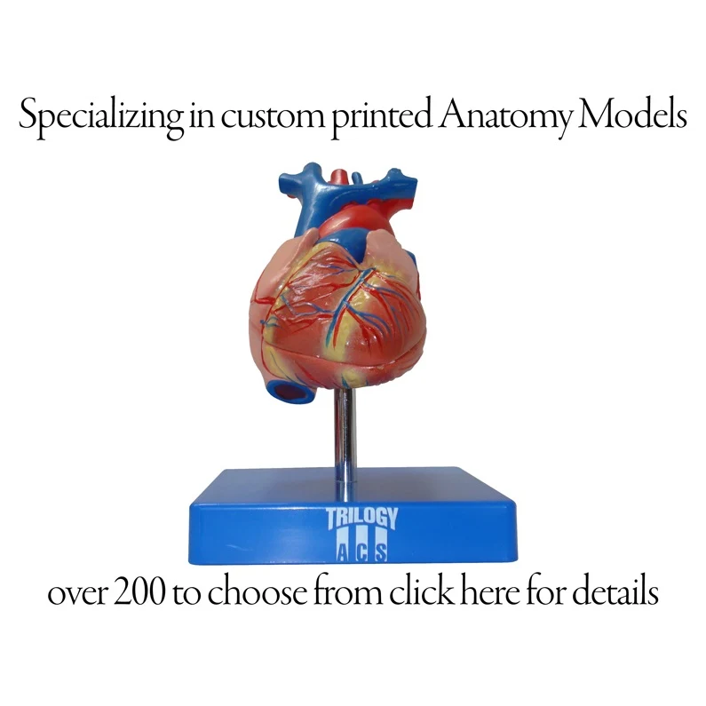 Anatomy Models 1