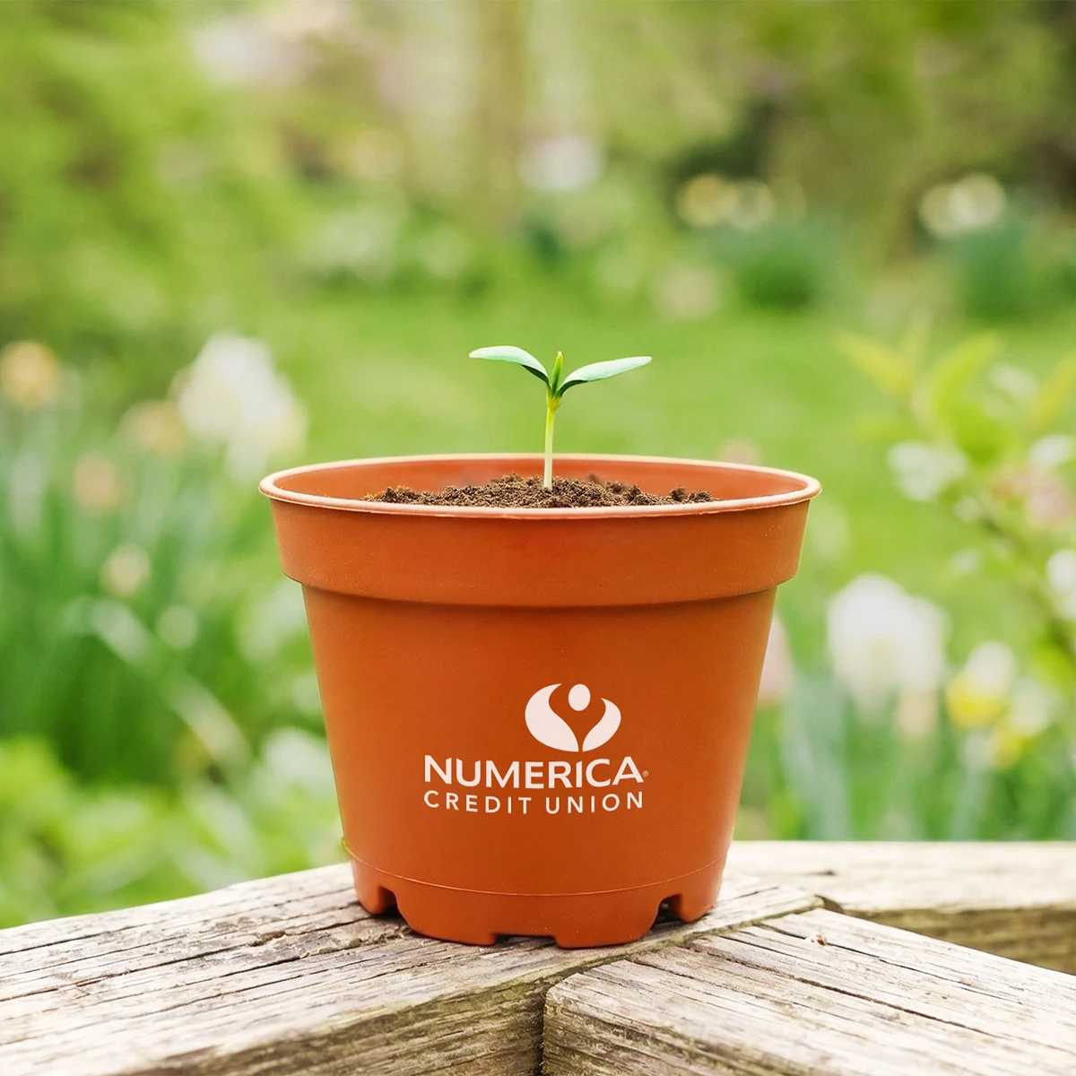 Terra Cotta Wee Planter Kit 1