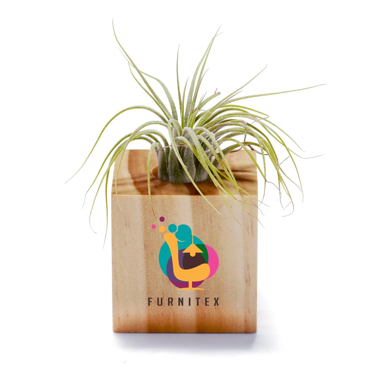 Air Plant 1