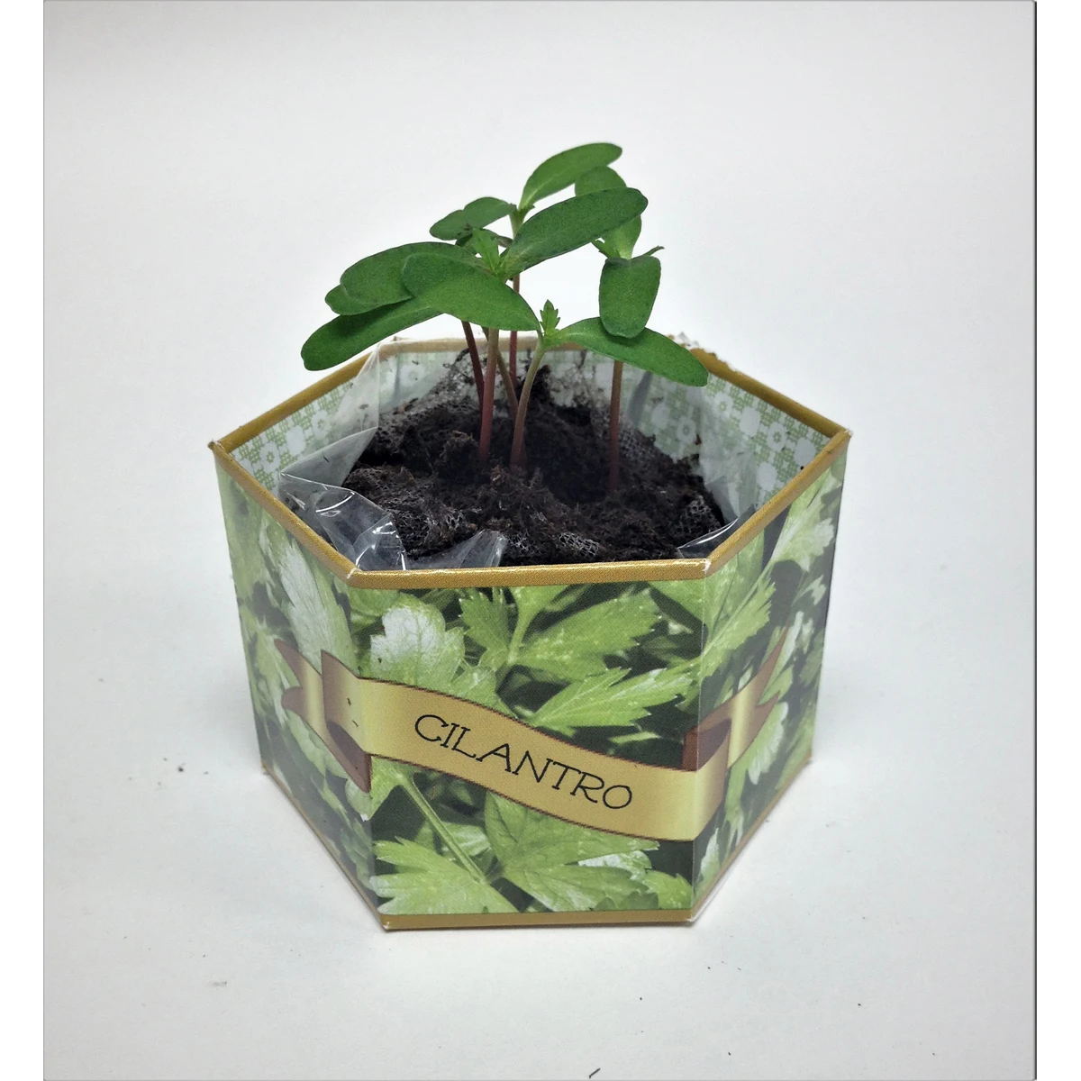 Cilantro/Coriander SeedGems Paper Planter - Biodegradable grow kit 1