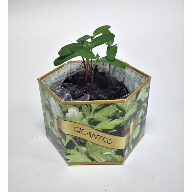 Cilantro/Coriander SeedGems Paper Planter - Biodegradable grow kit