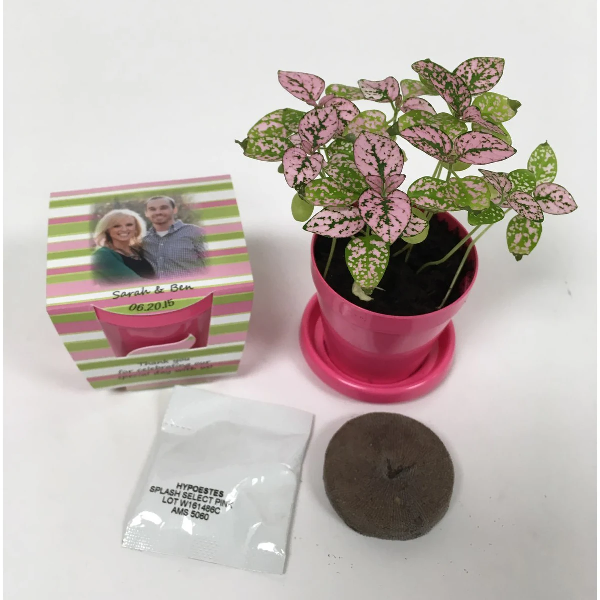 Hypoestes 'Polka Dot Houseplant' - SeedGems Paper Planter - Biodegradable grow kit 1