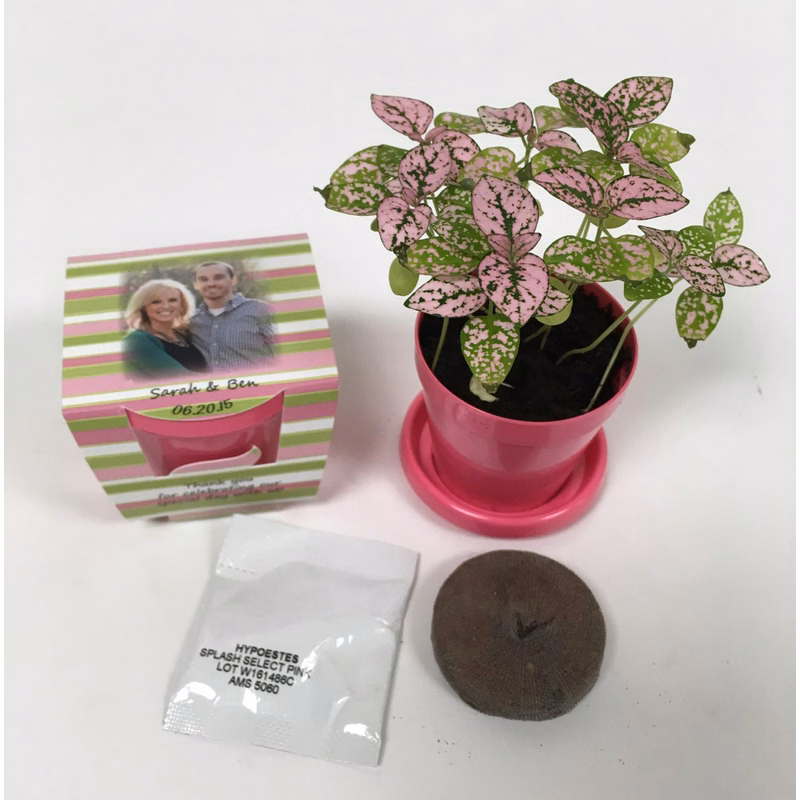 Hypoestes 'Polka Dot Houseplant' - SeedGems Paper Planter - Biodegradable grow kit