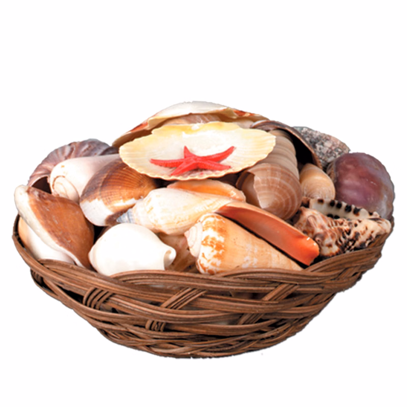 Shell Basket