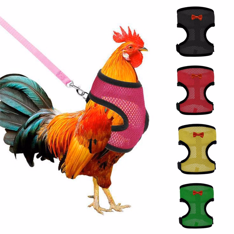 Pet traction strap