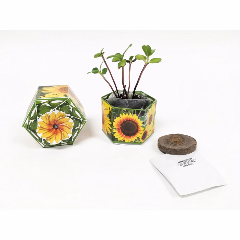 Dwarf Sunflower 'Autumn Beauty' Certified Organic Seeds - SeedGems Paper Planter - Biodegradable g