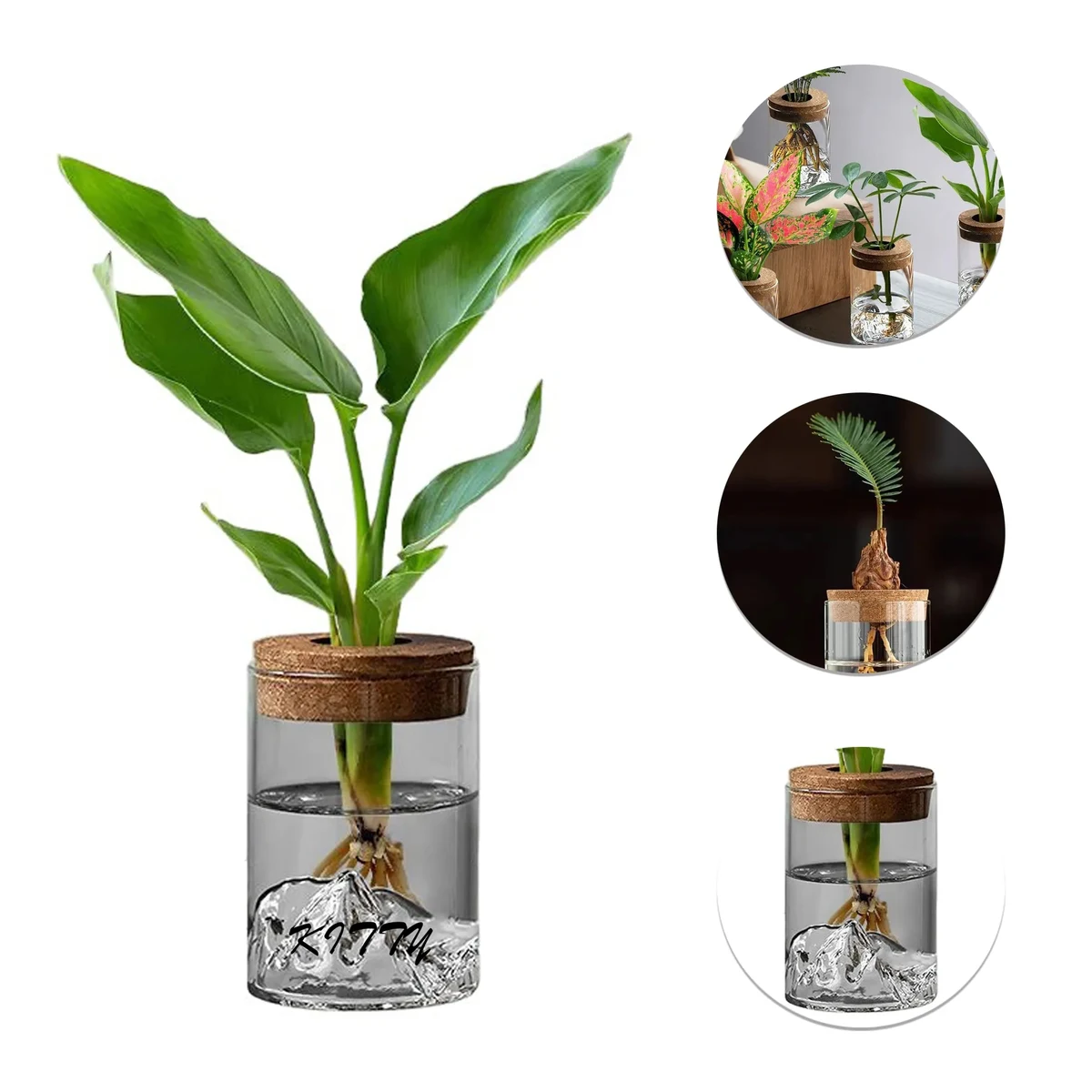 Hydroponic Small Potted Plant 1