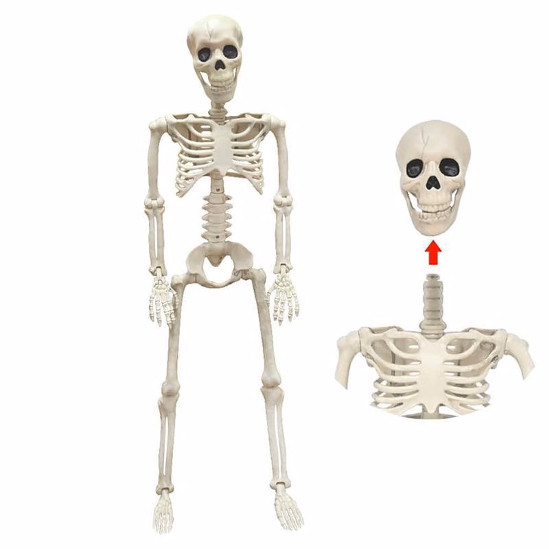 Skeleton Prop