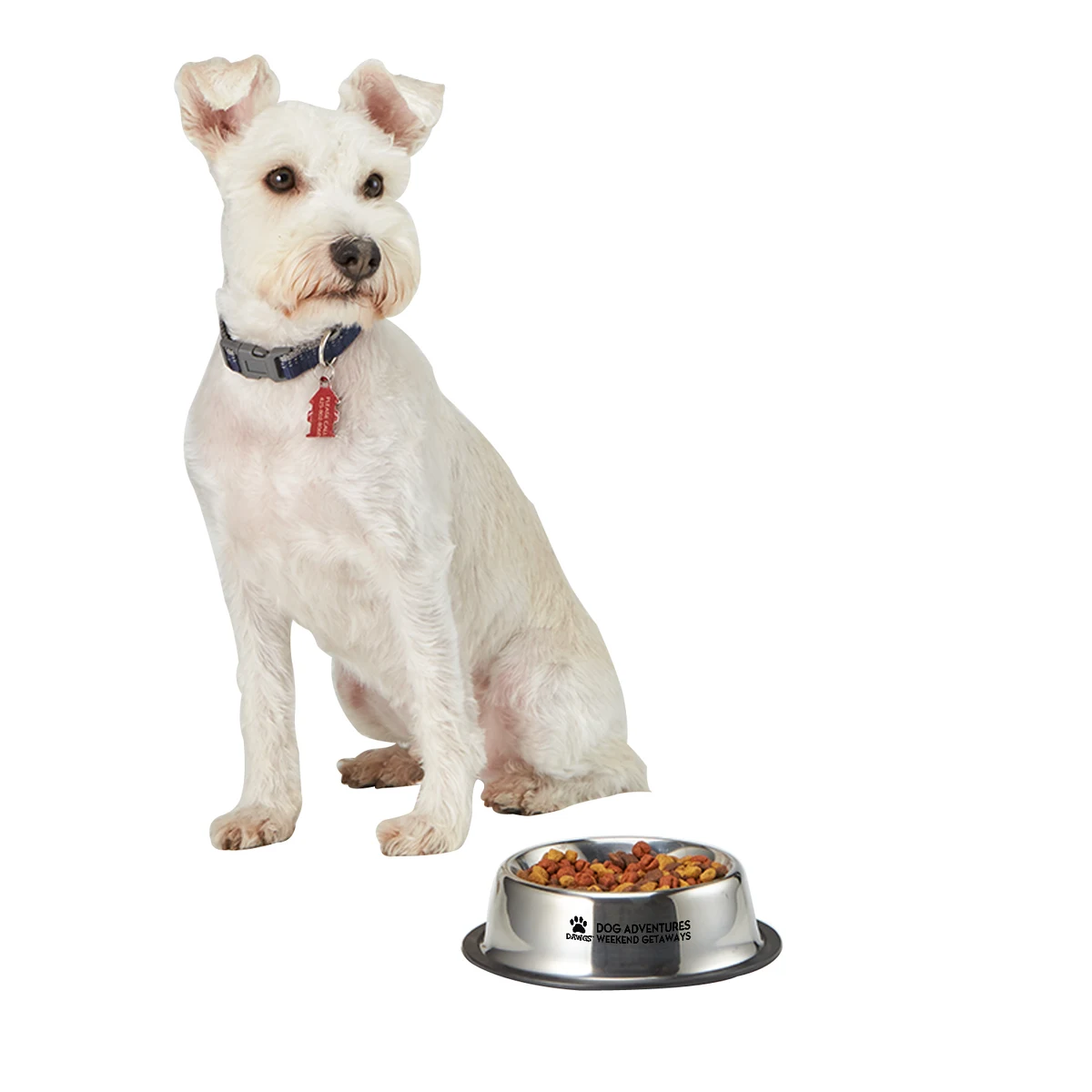 Medium Stainless Steel Pet Bowl 1