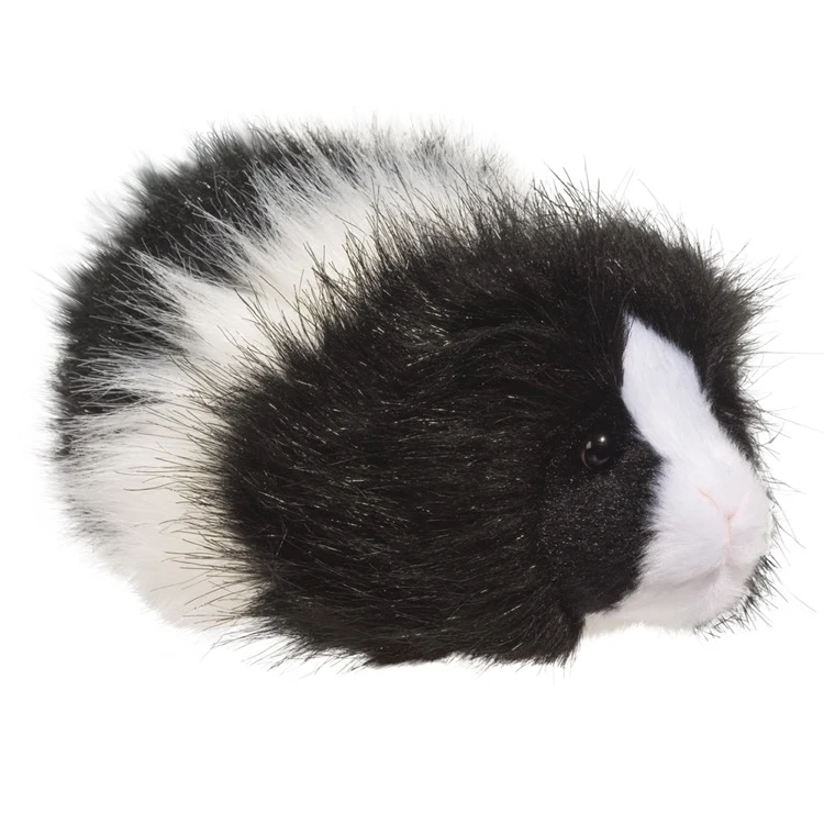 Angora Guinea Pig 1