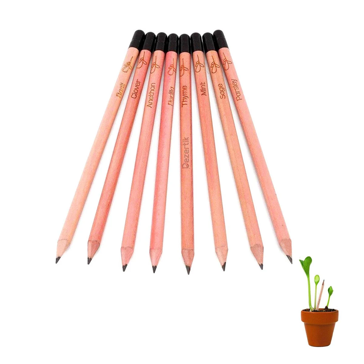 Customized Daisy Seed Germination Pencil 1