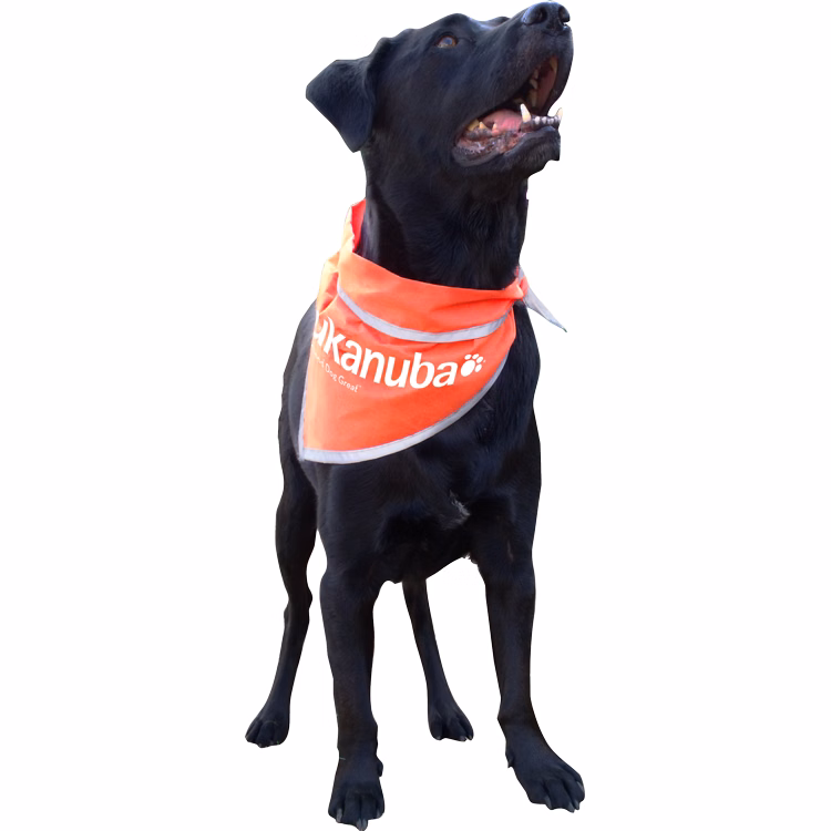 Reflective Triangle Pet Bandanna