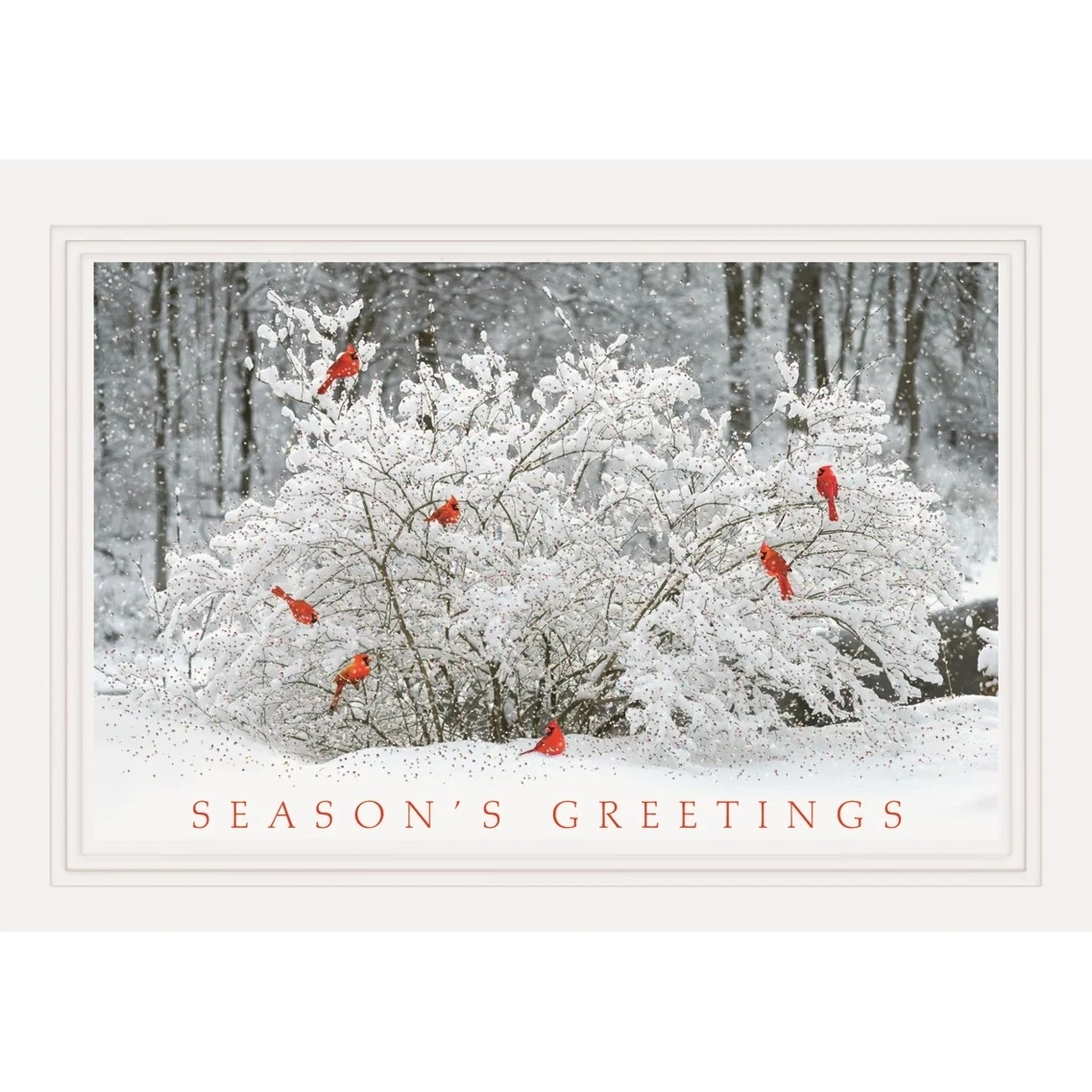 Winter Perch Holiday Cards 1