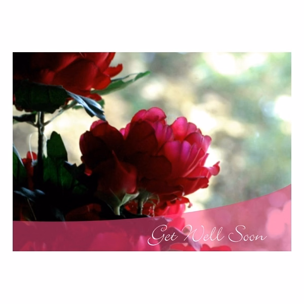 Magenta Flowers Get Well Cards