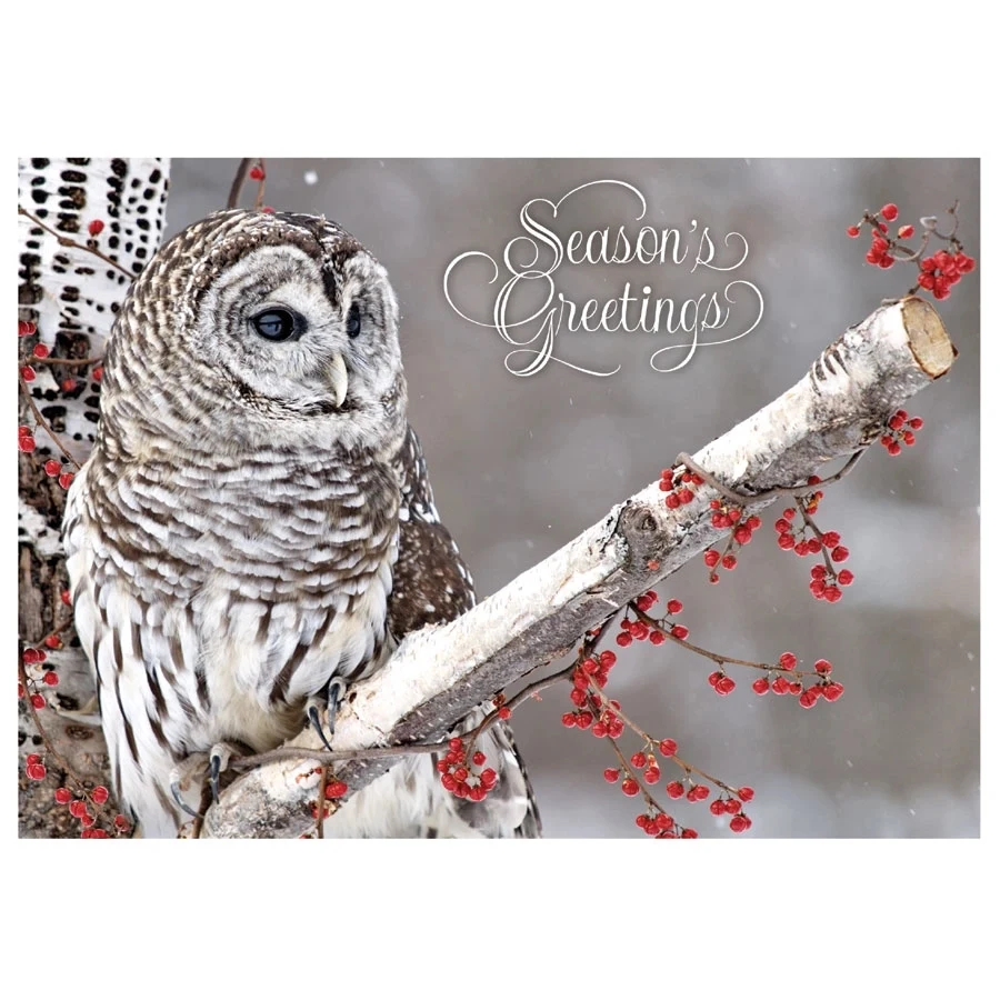 Winter Owl Holiday Greeting Card 1
