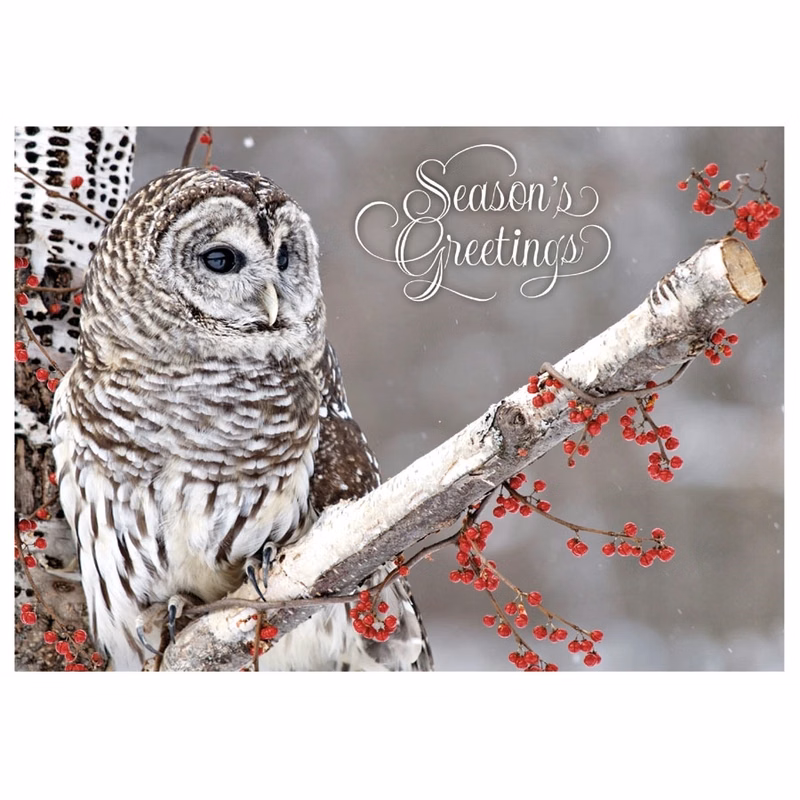 Winter Owl Holiday Greeting Card