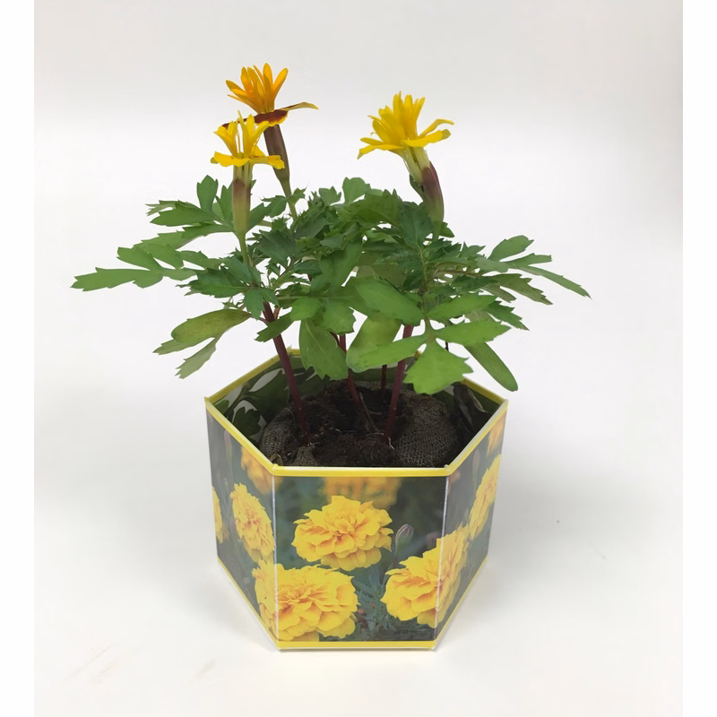 Marigold 'Lemon Gem' SeedGems Paper Planter - Biodegradable grow kit