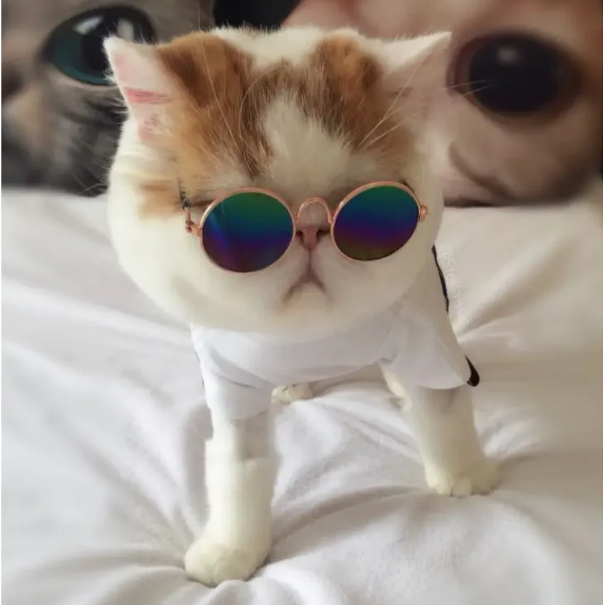 Pet Sunglasses 1